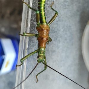 Mearnsiana bullosa